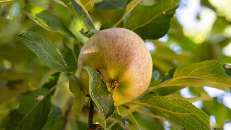 Wachsende Fuji-Apfelbäume:Pflanzen, Pflege und Ernte 