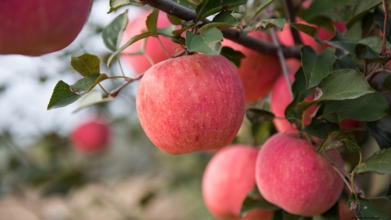 Wachsende Fuji-Apfelbäume:Pflanzen, Pflege und Ernte 