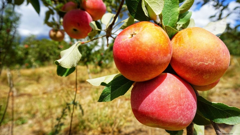 Wachsende Fuji-Apfelbäume:Pflanzen, Pflege und Ernte 