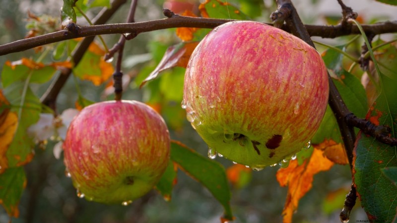 Wachsende Fuji-Apfelbäume:Pflanzen, Pflege und Ernte 
