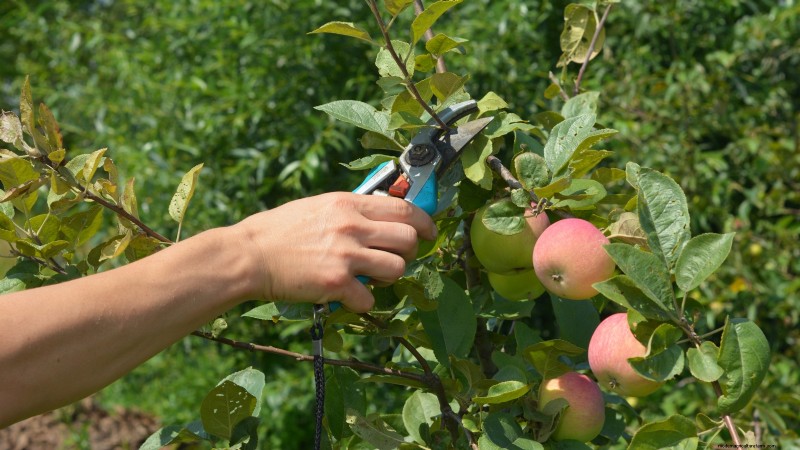 Wachsende Fuji-Apfelbäume:Pflanzen, Pflege und Ernte 