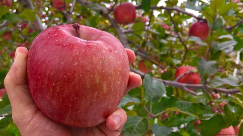 Wachsende Fuji-Apfelbäume:Pflanzen, Pflege und Ernte 