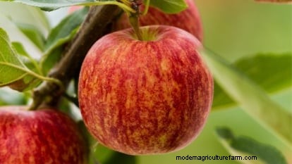 Gala-appelboom:gids voor planten, groeien en verzorgen 