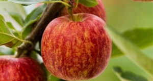Gala-appelboom:gids voor planten, groeien en verzorgen 