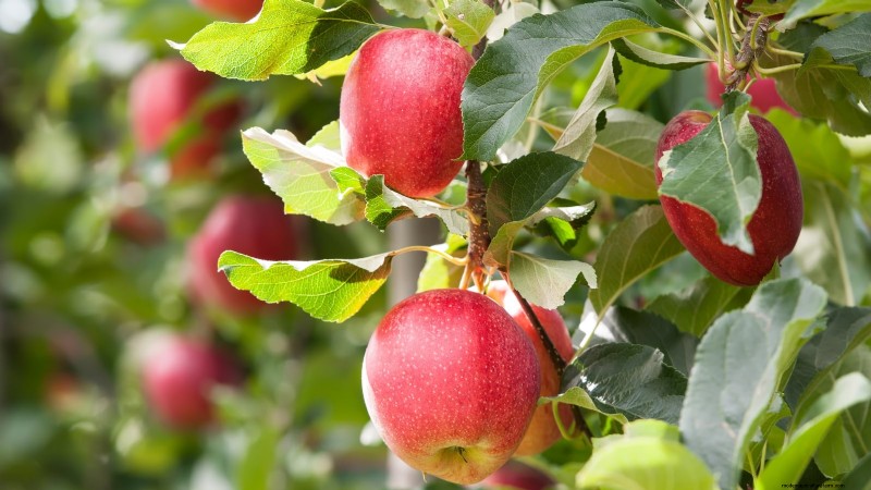 Gala-appelboom:gids voor planten, groeien en verzorgen 