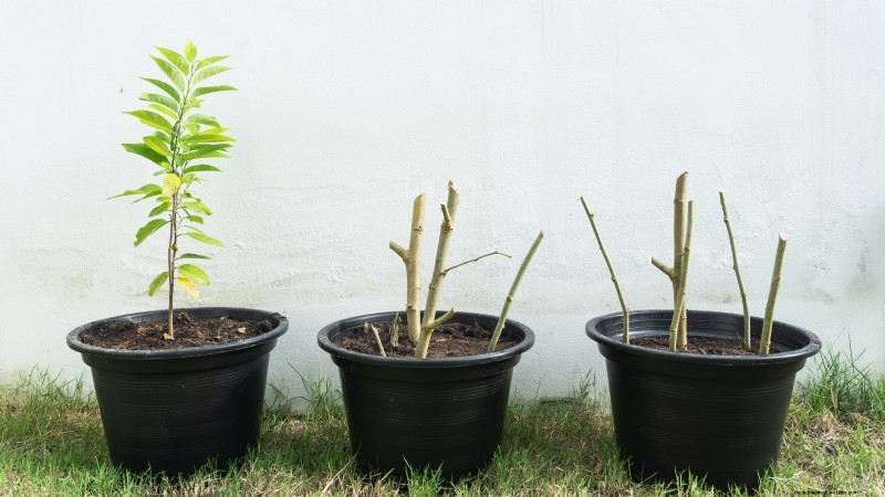 Gala-appelboom:gids voor planten, groeien en verzorgen 
