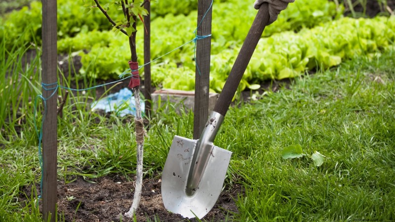 Gala-appelboom:gids voor planten, groeien en verzorgen 