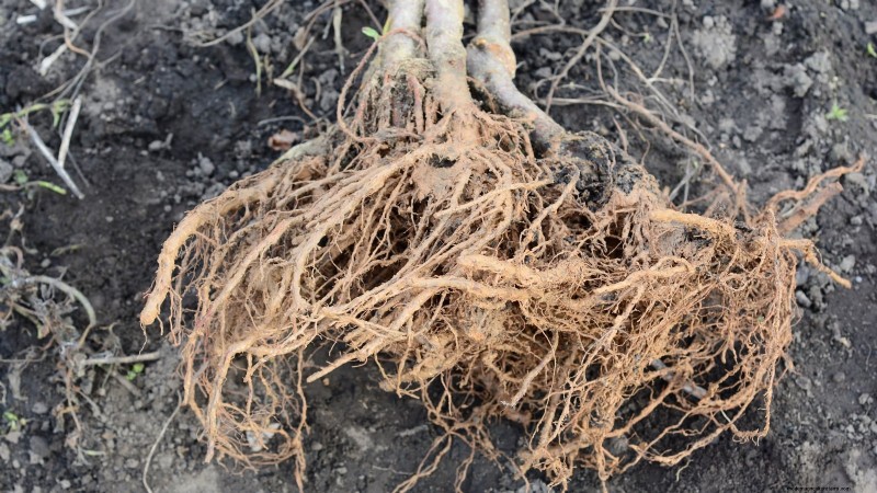 Gala-appelboom:gids voor planten, groeien en verzorgen 
