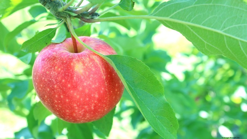 Gala-appelboom:gids voor planten, groeien en verzorgen 