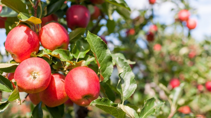 Gala-appelboom:gids voor planten, groeien en verzorgen 