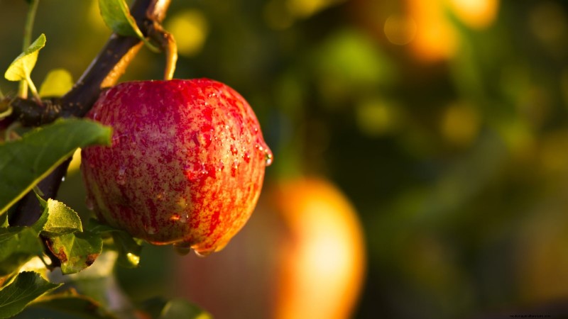 Gala-appelboom:gids voor planten, groeien en verzorgen 