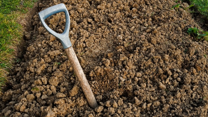 Gala-appelboom:gids voor planten, groeien en verzorgen 