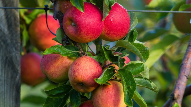 Gala-appelboom:gids voor planten, groeien en verzorgen 