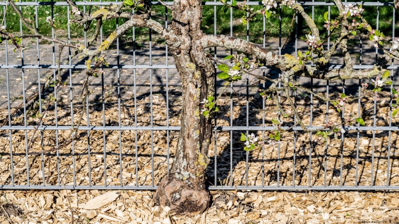 Gala-appelboom:gids voor planten, groeien en verzorgen 