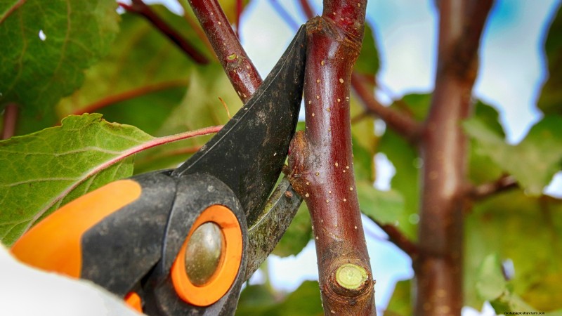 Gala-appelboom:gids voor planten, groeien en verzorgen 