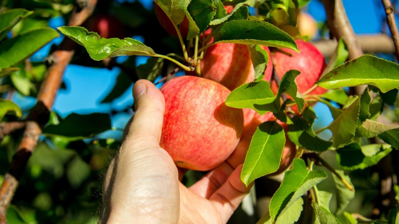 Gala-appelboom:gids voor planten, groeien en verzorgen 