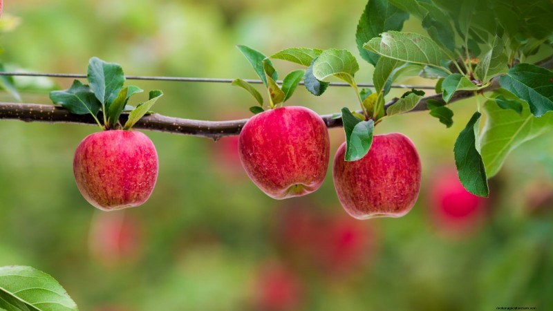 Gala-appelboom:gids voor planten, groeien en verzorgen 