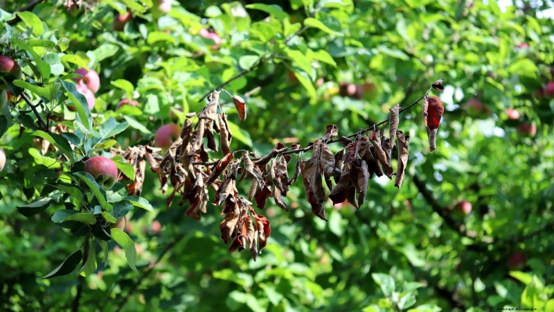 Gala-appelboom:gids voor planten, groeien en verzorgen 