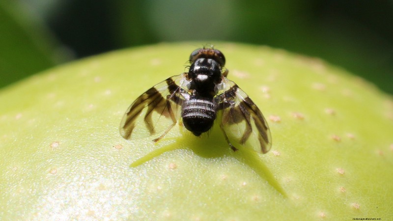 Gala-appelboom:gids voor planten, groeien en verzorgen 