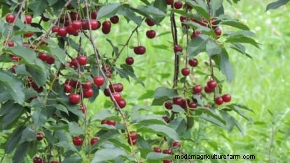 Lapins-Kirschbaum:Leitfaden zum Pflanzen, Wachsen und Pflegen 