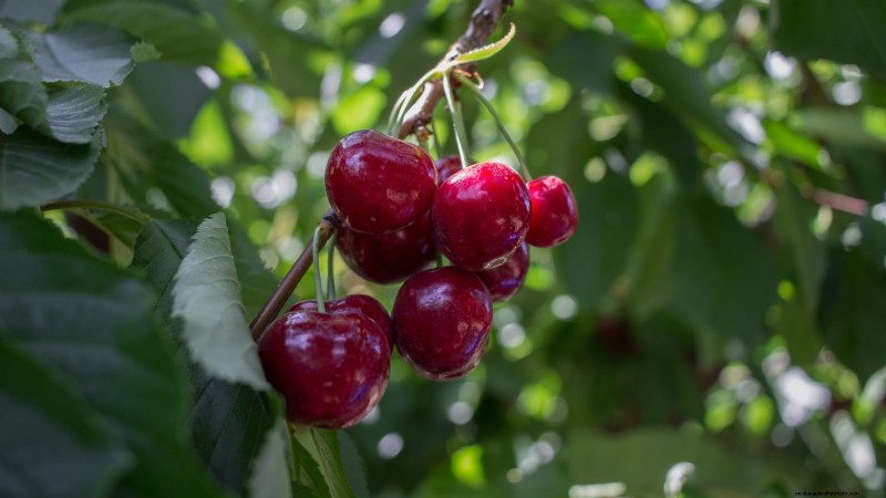 Lapins-Kirschbaum:Leitfaden zum Pflanzen, Wachsen und Pflegen 
