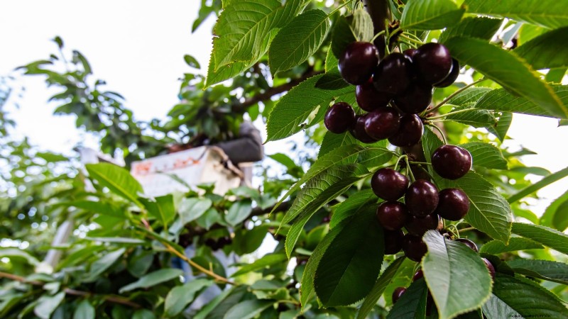 Lapins-Kirschbaum:Leitfaden zum Pflanzen, Wachsen und Pflegen 