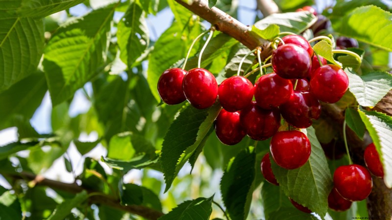 Lapins-Kirschbaum:Leitfaden zum Pflanzen, Wachsen und Pflegen 