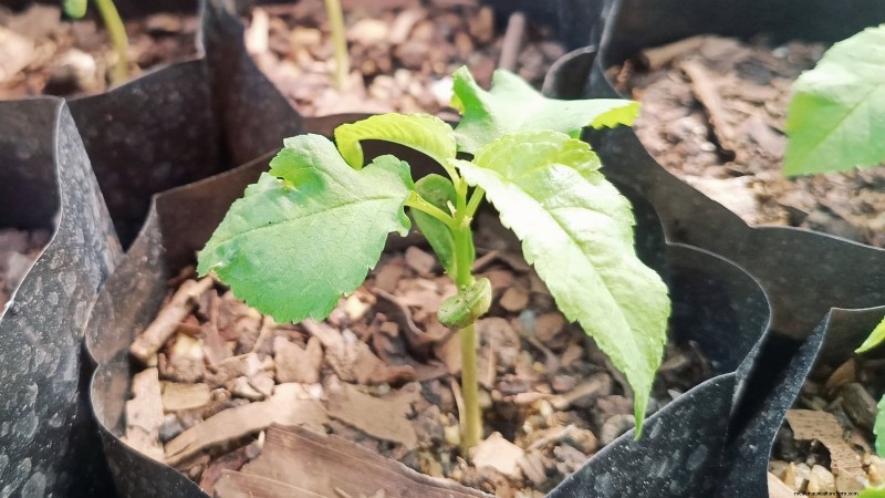 Lapins-Kirschbaum:Leitfaden zum Pflanzen, Wachsen und Pflegen 
