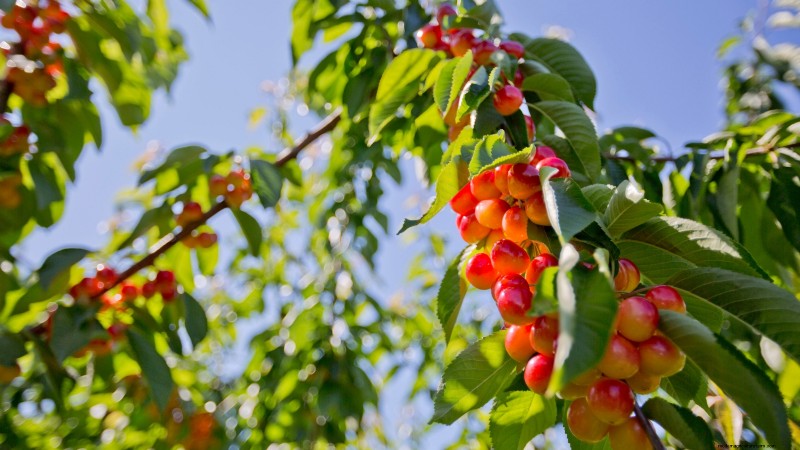 Lapins-Kirschbaum:Leitfaden zum Pflanzen, Wachsen und Pflegen 