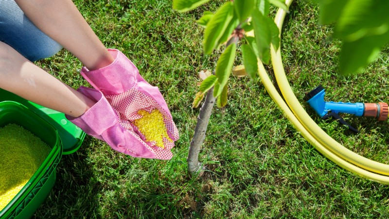 Lapins-Kirschbaum:Leitfaden zum Pflanzen, Wachsen und Pflegen 