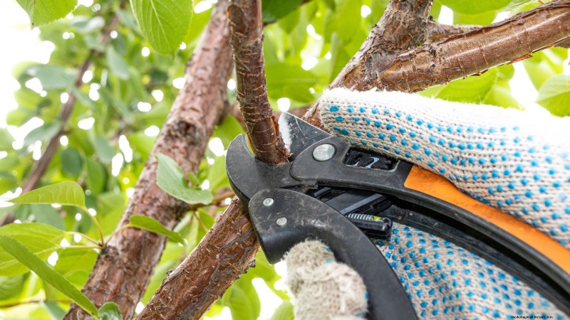 Lapins-Kirschbaum:Leitfaden zum Pflanzen, Wachsen und Pflegen 