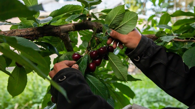 Lapins-Kirschbaum:Leitfaden zum Pflanzen, Wachsen und Pflegen 