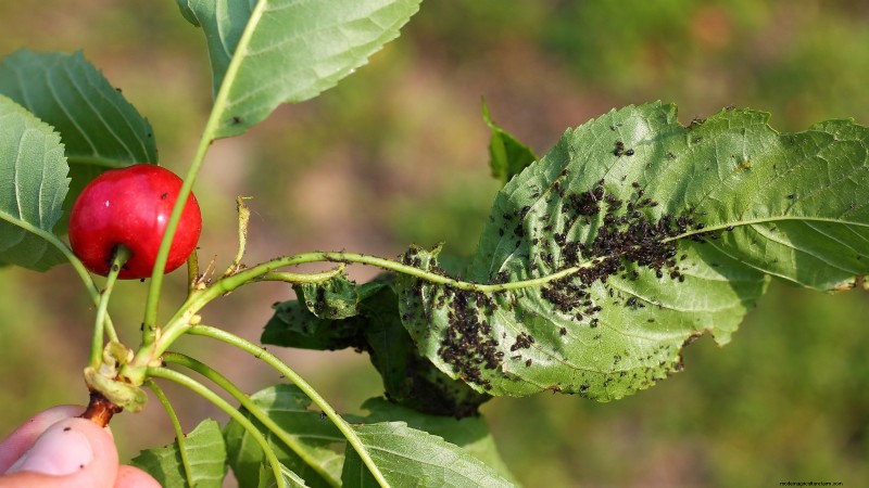 Lapins-Kirschbaum:Leitfaden zum Pflanzen, Wachsen und Pflegen 