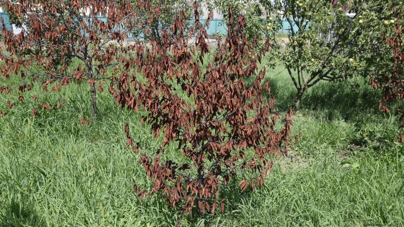 Lapins-Kirschbaum:Leitfaden zum Pflanzen, Wachsen und Pflegen 