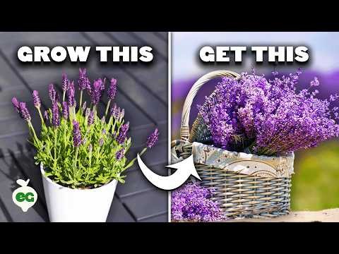 Munstead lavendel:gids voor planten, groeien en verzorgen | [Uw merk/website] 