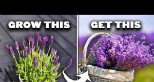 Munstead lavendel:gids voor planten, groeien en verzorgen | [Uw merk/website] 