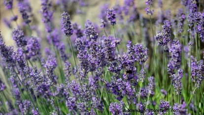 Munstead lavendel:gids voor planten, groeien en verzorgen | [Uw merk/website] 