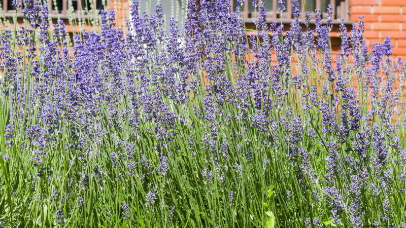 Munstead lavendel:gids voor planten, groeien en verzorgen | [Uw merk/website] 