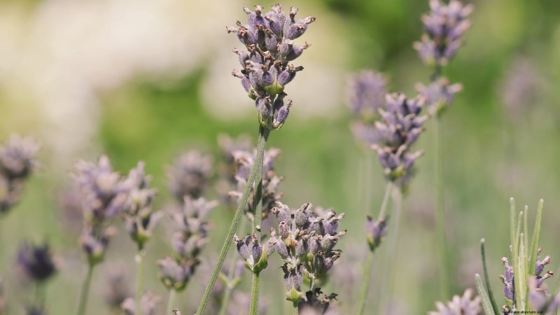 Munstead lavendel:gids voor planten, groeien en verzorgen | [Uw merk/website] 