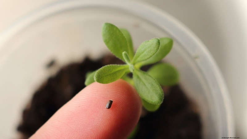 Munstead lavendel:gids voor planten, groeien en verzorgen | [Uw merk/website] 
