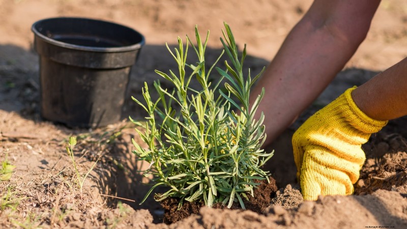 Munstead lavendel:gids voor planten, groeien en verzorgen | [Uw merk/website] 