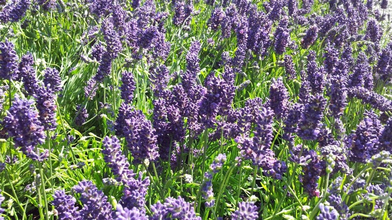 Munstead lavendel:gids voor planten, groeien en verzorgen | [Uw merk/website] 