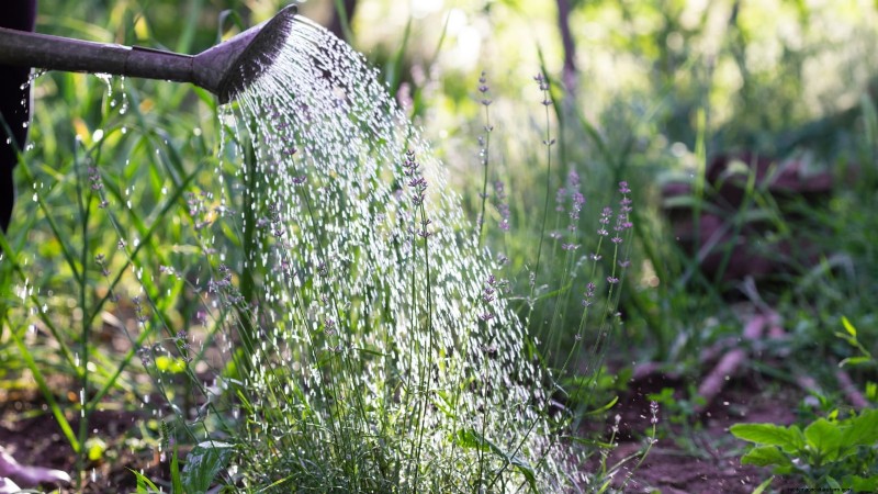 Munstead lavendel:gids voor planten, groeien en verzorgen | [Uw merk/website] 