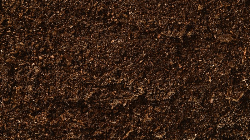 Munstead lavendel:gids voor planten, groeien en verzorgen | [Uw merk/website] 