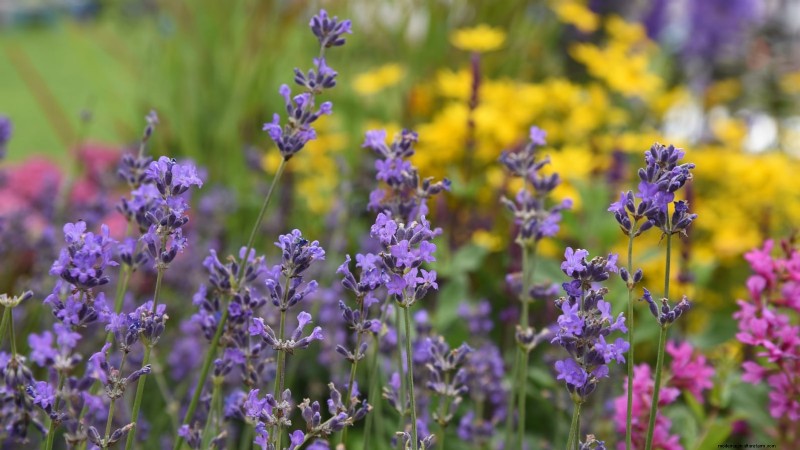 Munstead lavendel:gids voor planten, groeien en verzorgen | [Uw merk/website] 