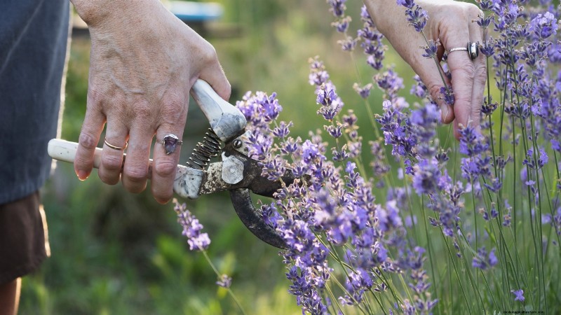 Munstead lavendel:gids voor planten, groeien en verzorgen | [Uw merk/website] 