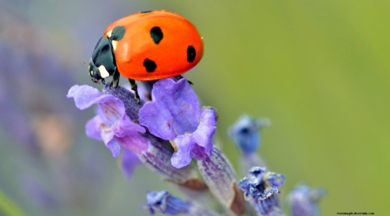 Munstead lavendel:gids voor planten, groeien en verzorgen | [Uw merk/website] 