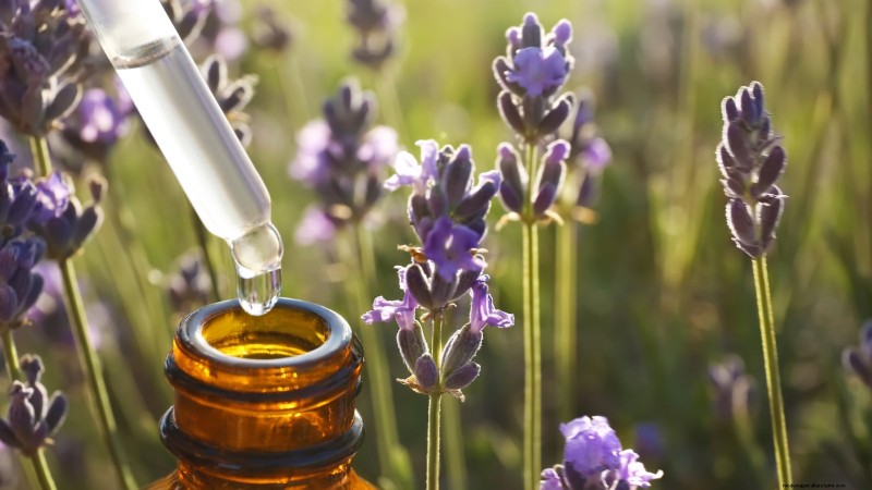Munstead lavendel:gids voor planten, groeien en verzorgen | [Uw merk/website] 