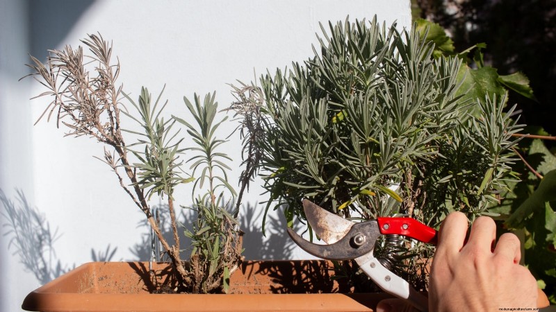 Munstead lavendel:gids voor planten, groeien en verzorgen | [Uw merk/website] 