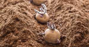 Beste tijd om aardappelen te planten:een regionale gids 